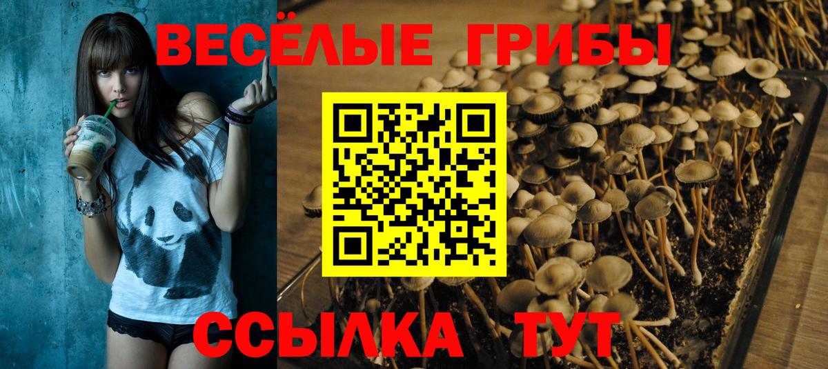 Псилоцибиновые грибы Psilocybe Тихвин
